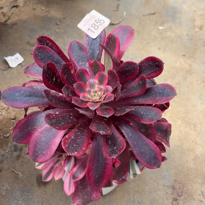 美杜莎多肉法师1856