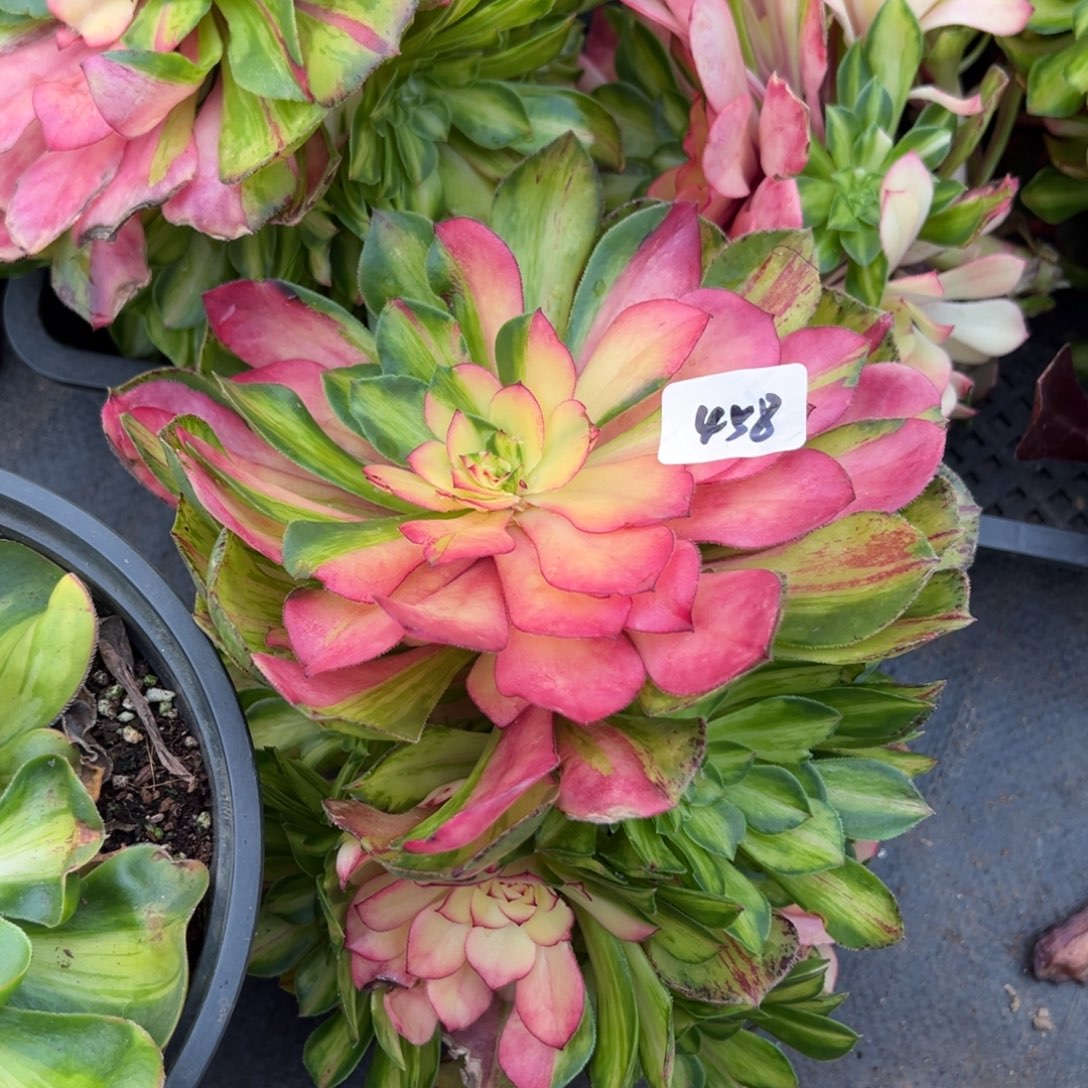 *****458知否多肉嘻嘻嘻多肉