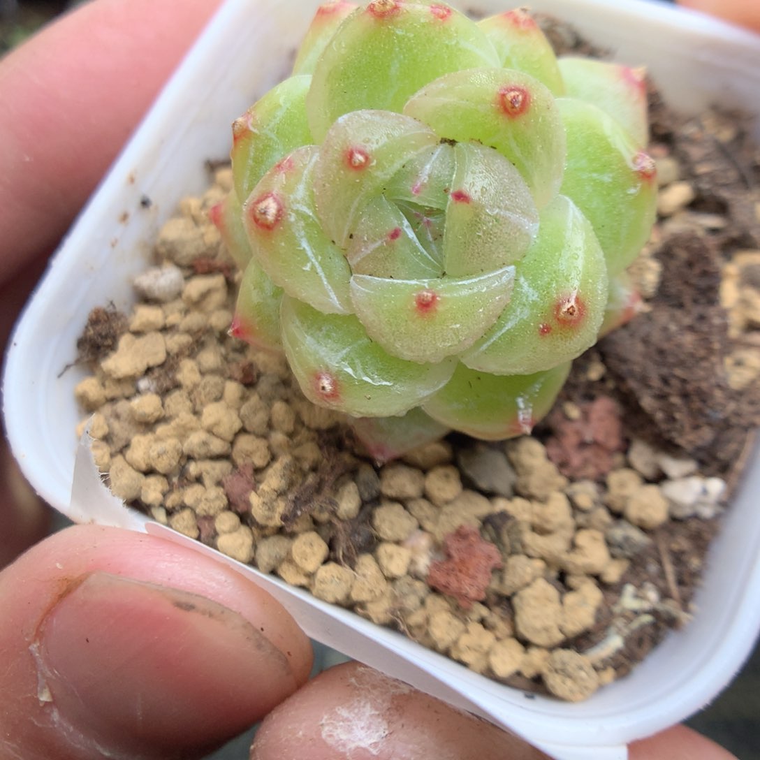 Q125y y y y y y y y y y t