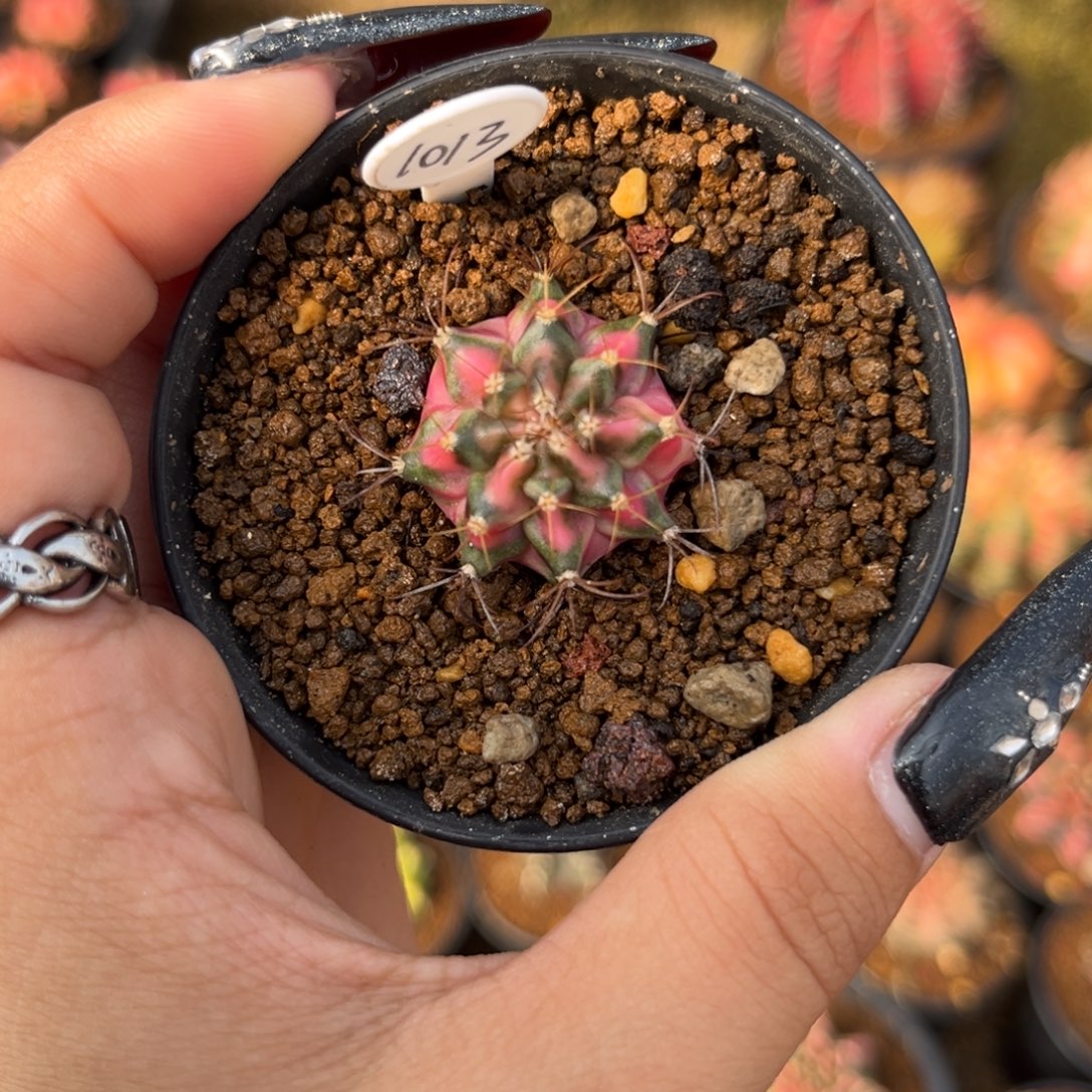 1013 海神锦 侧牙 带盆土捡漏