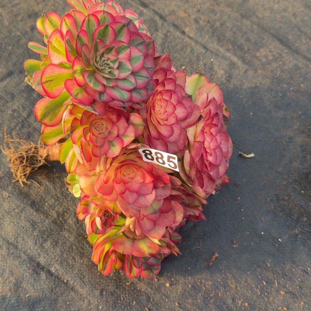 885多肉植物荔枝有断枝特价