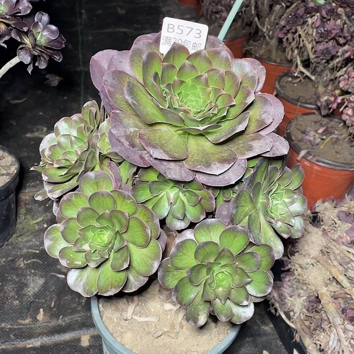 573魅金玫瑰多肉法师