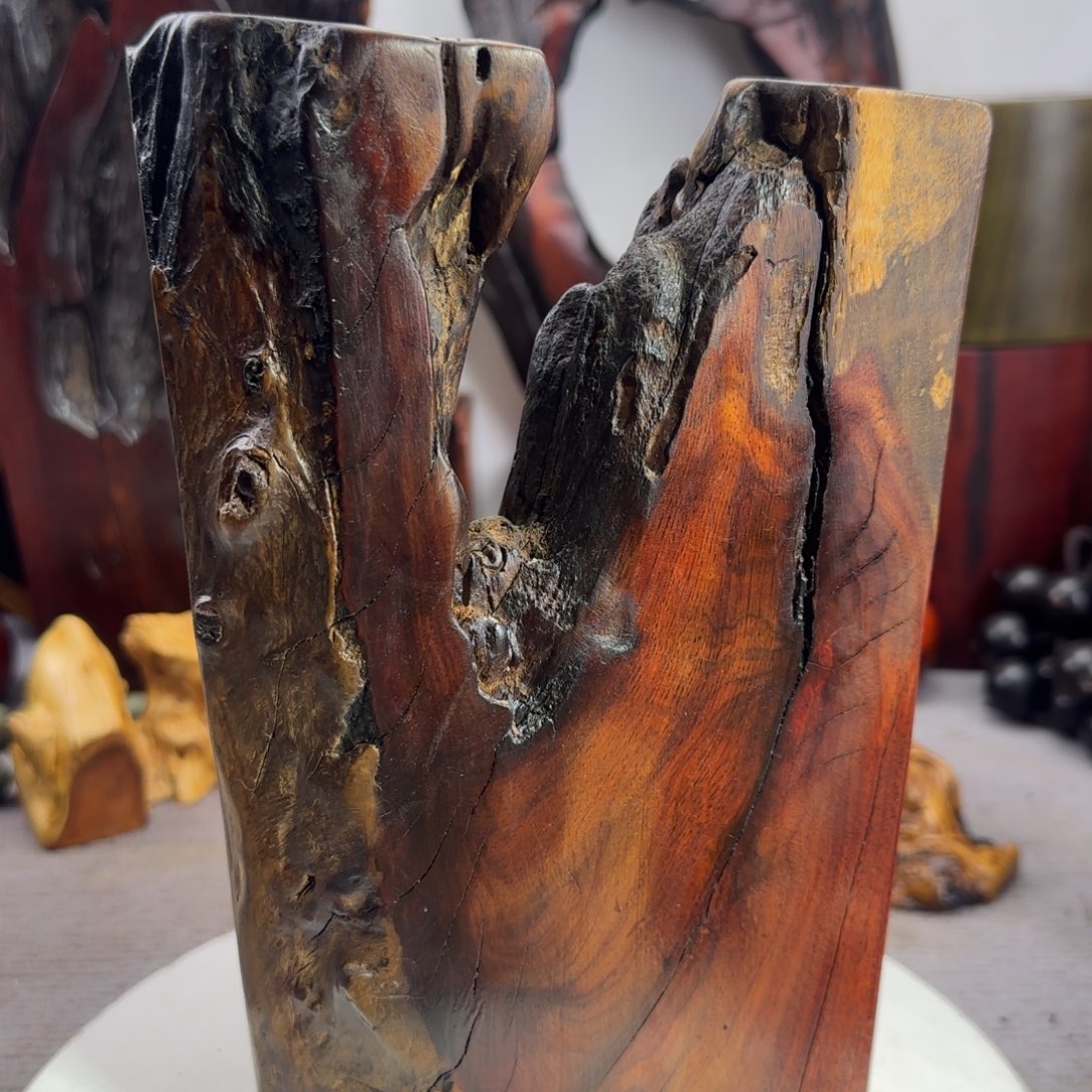 大果紫檀（缅甸花梨）茉****活