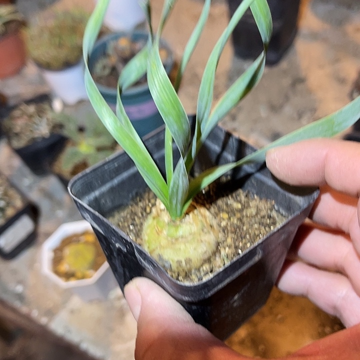 满38包邮2天凑单，脱土晾根发货多肉植物弹簧草