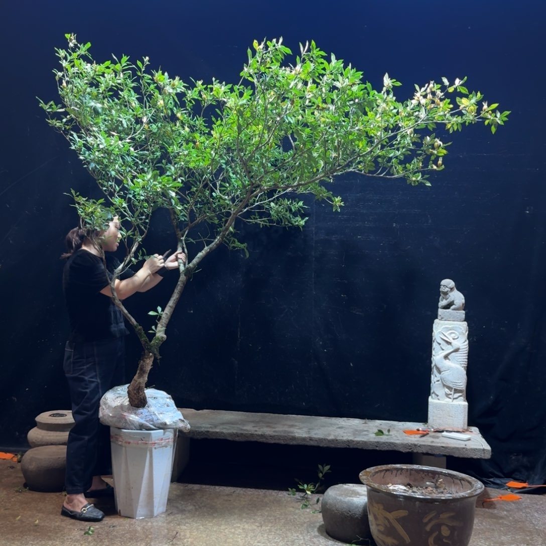 老***-完全开放栀子花造型树一物一拍