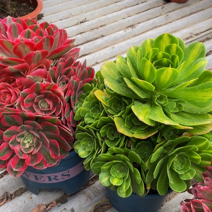 孙*福法师一组多肉植物