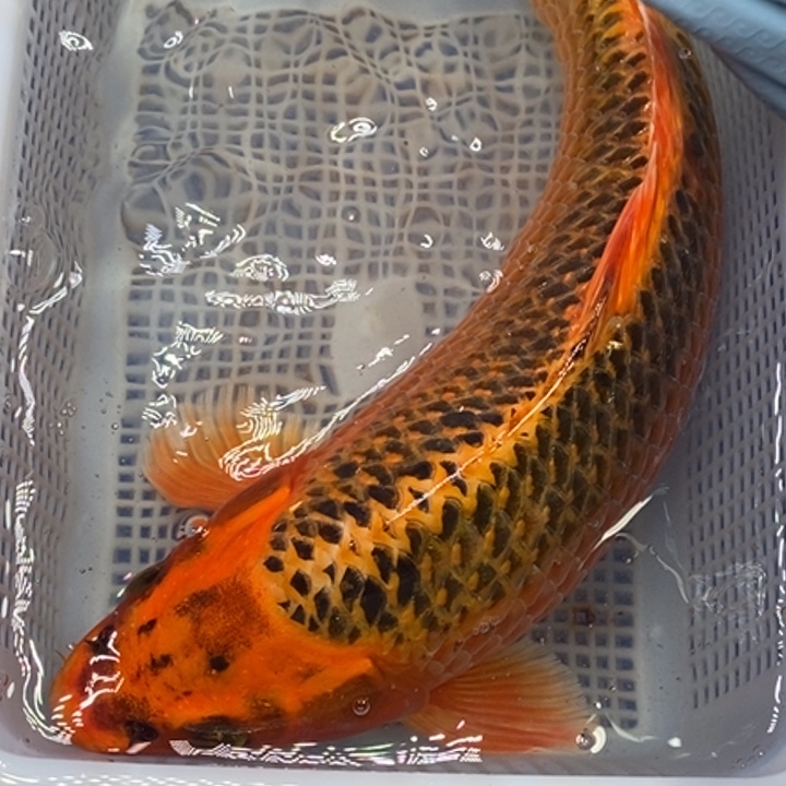 锦鲤锦鲤（无开箱视频不售后）