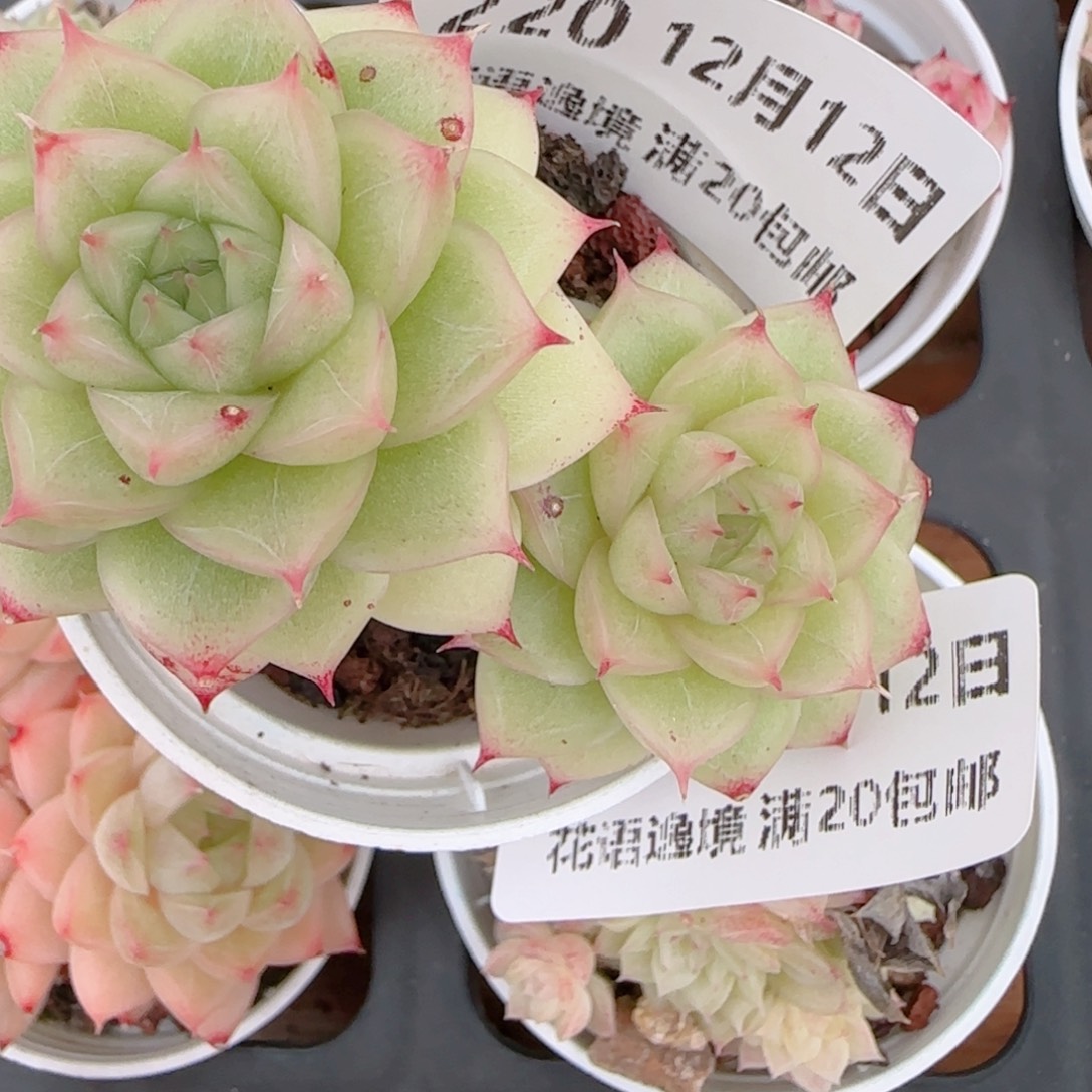 幸***.花语多肉1212-220散