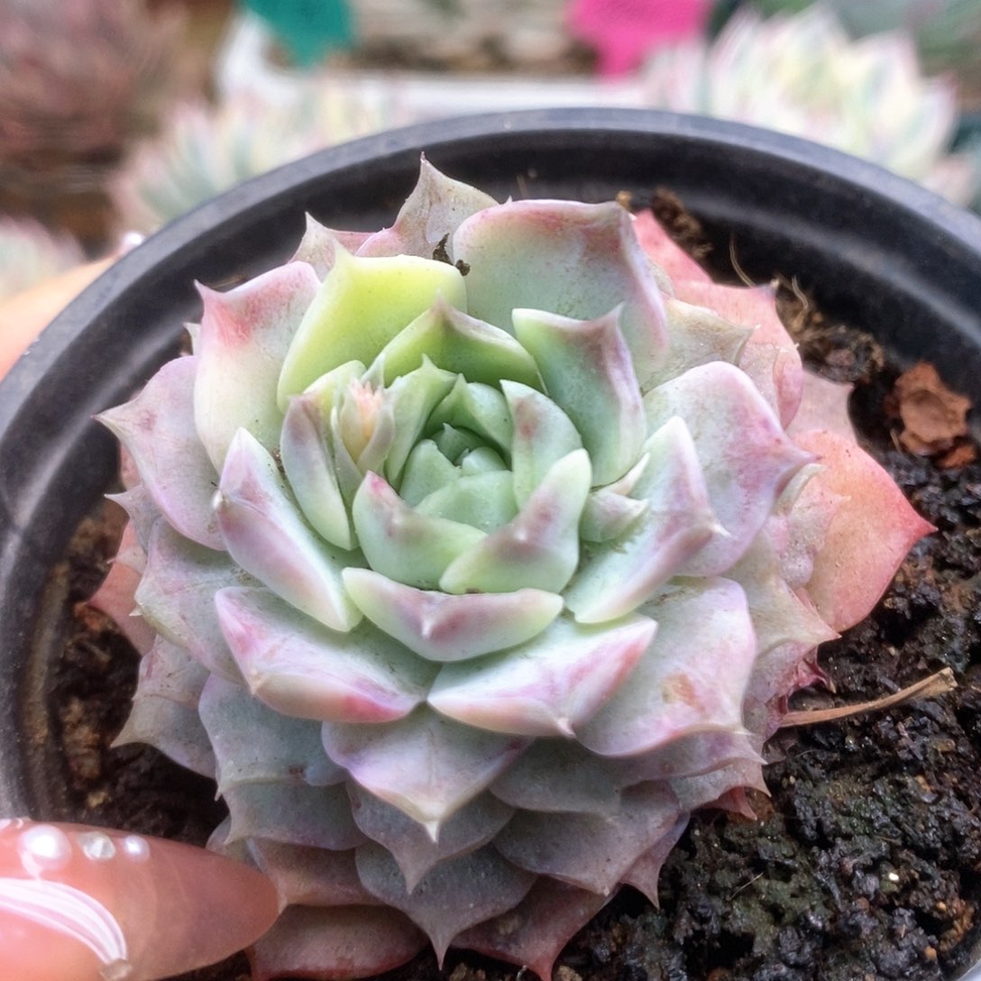 156杂锦锦锦锦锦锦