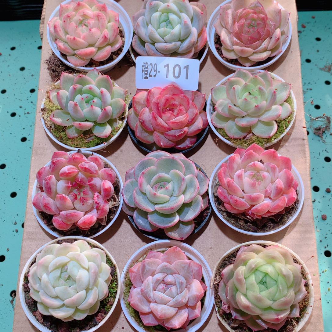 29-101一物一拍多肉带盆18颗