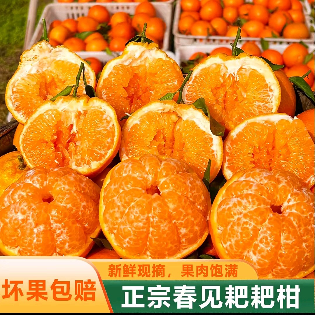 四川春见耙耙柑虎头香甜皮薄爆汁爆粒孕妈宝妈可吃产明日达甜蜜蜜四川省