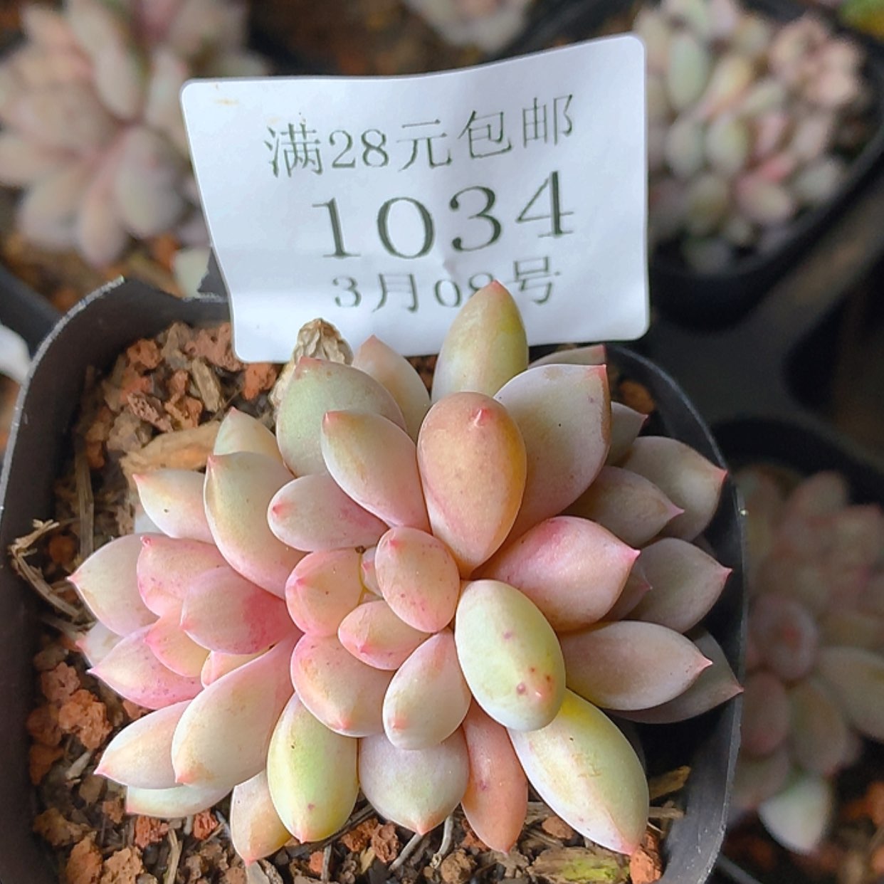 【闪购商品】云1034