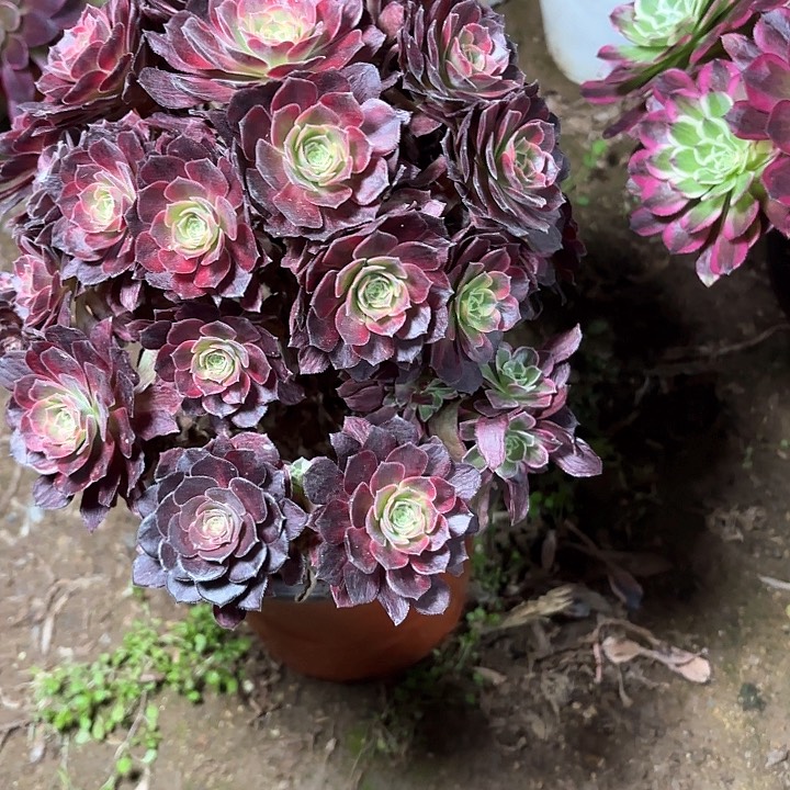 多肉植物法师安娜3