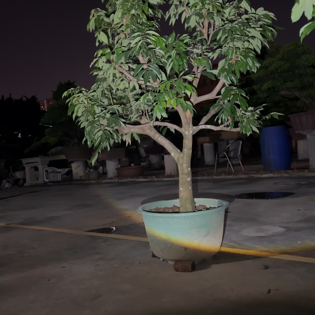 A***e果树果树果树1111111