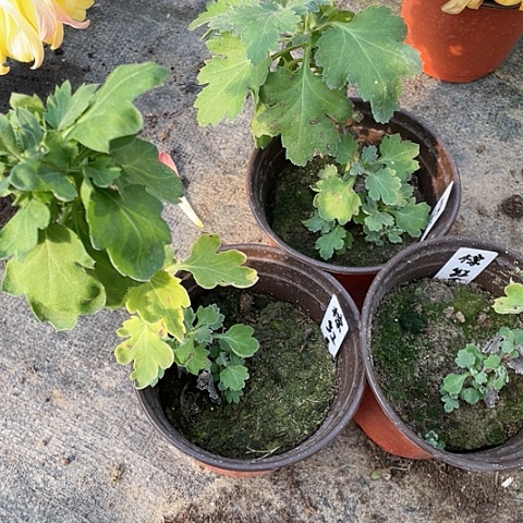 完全开放棕红毛刺