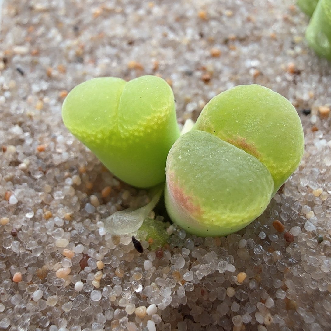 2.17.10/双头新头粉女/多肉植物