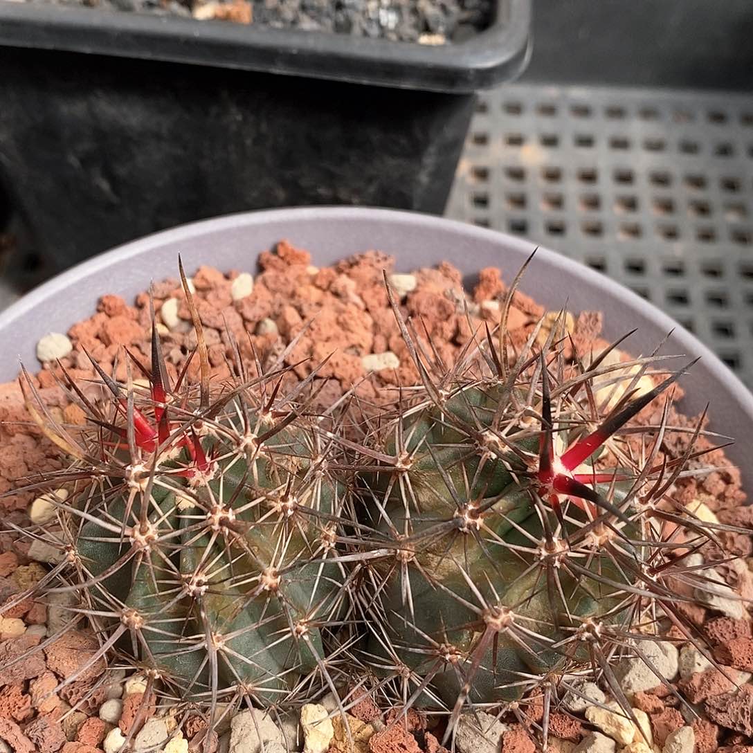 实生双头林氏幻虾仙人球