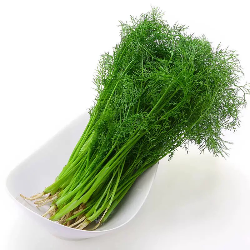 新鲜茴香苗300g±10g/份