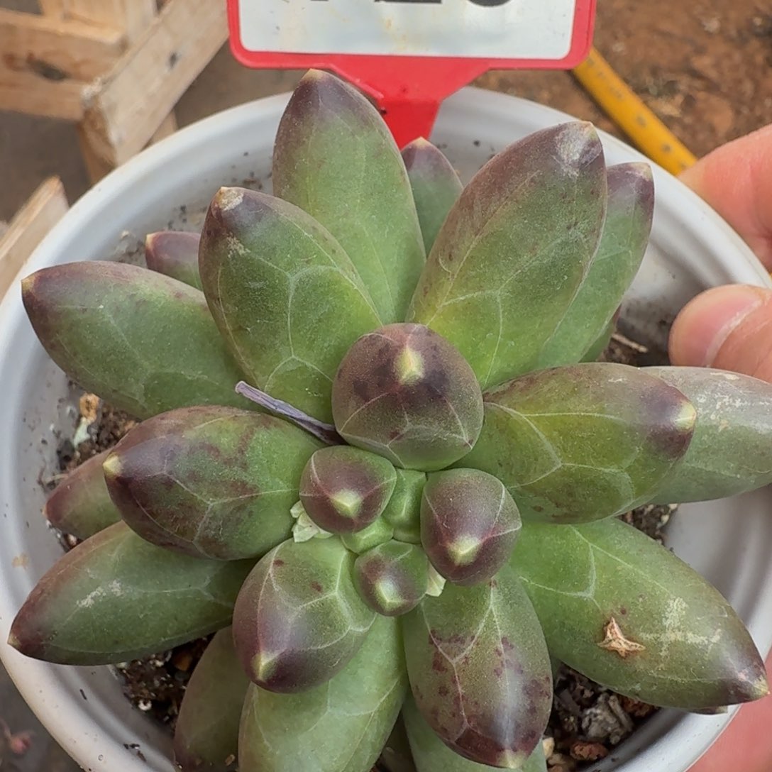 多肉植物漂亮多肉728