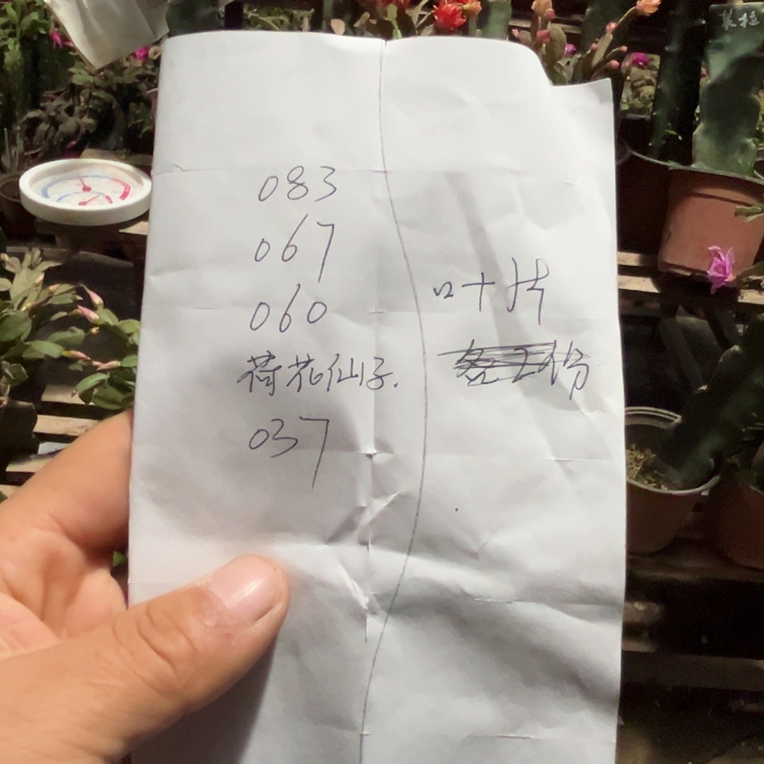 完全开放五种蟹爪兰叶片
