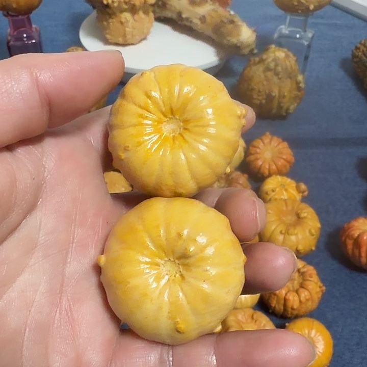 *****墨西哥七彩疙瘩葫芦