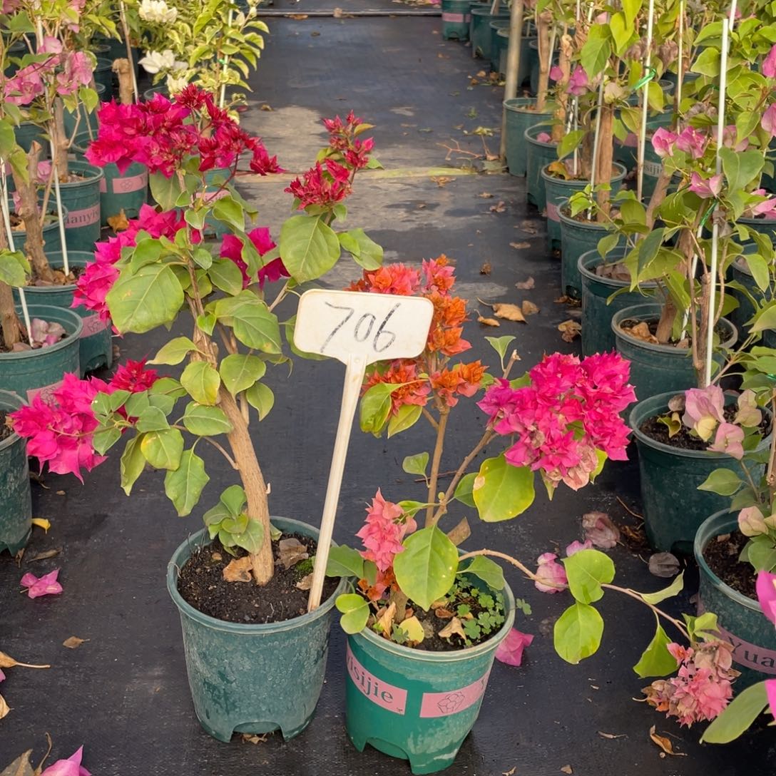 彤***瑄全部花朵重瓣红+重瓣橙706