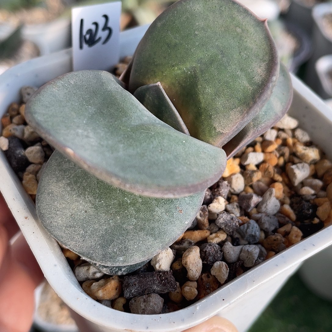 1023脱土发货111111