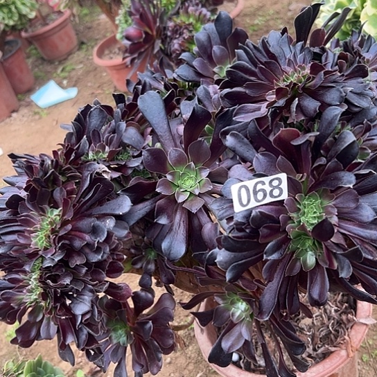 *****多肉植物一个欧子068