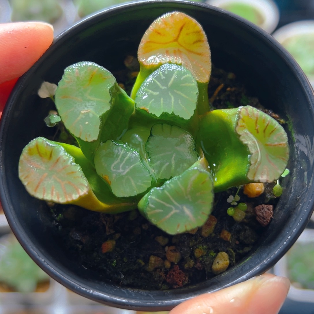 万象盆红纹大境万象