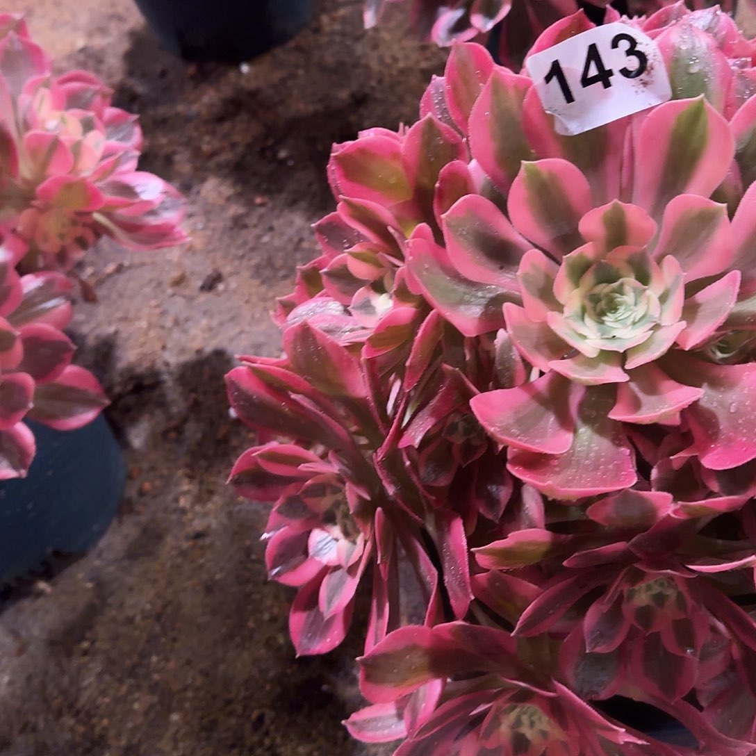 多肉植物粉女郎143