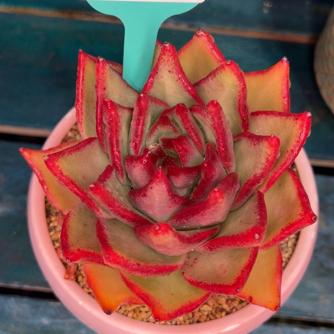 从前慢多肉精选编号0115.267