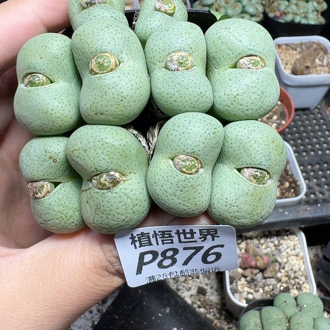 多肉W的他都fbb。bnn