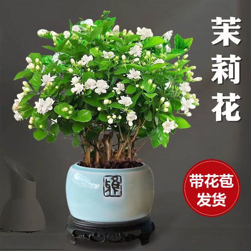 茉莉花苗盆栽带花苞室内绿植四季开花浓香型好养驱蚊