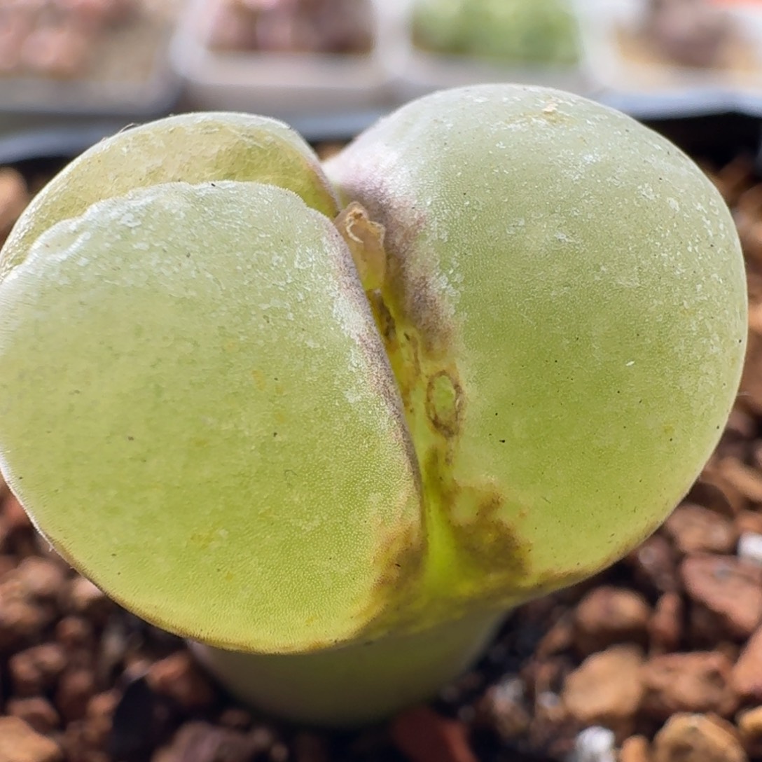 3222 风铃玉肉锥植物