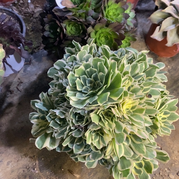 两盆多肉断头不包1620