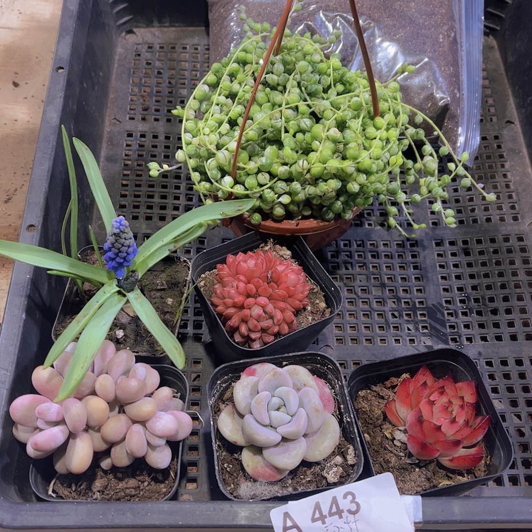 多肉443多肉植物