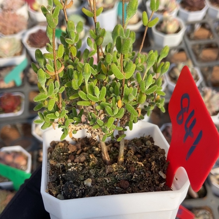 841枝干糖球多肉植物保护