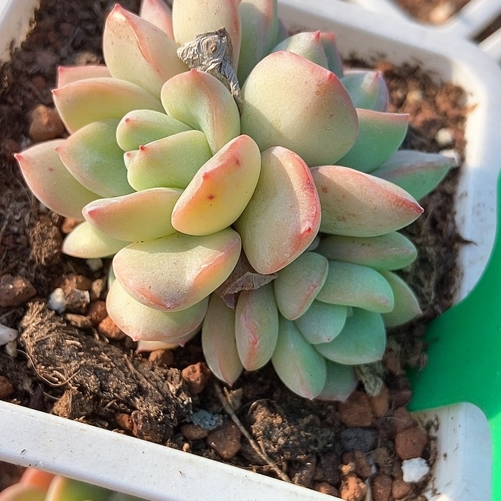 多肉植物77多肉多