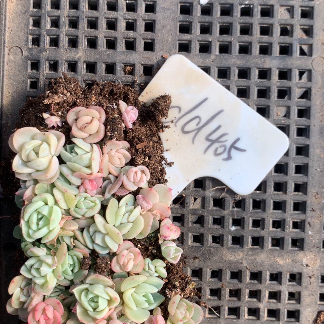 dd405号福利珍妮切糕