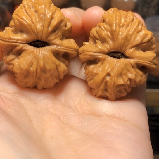 战*?精品野生小众：魔蟾