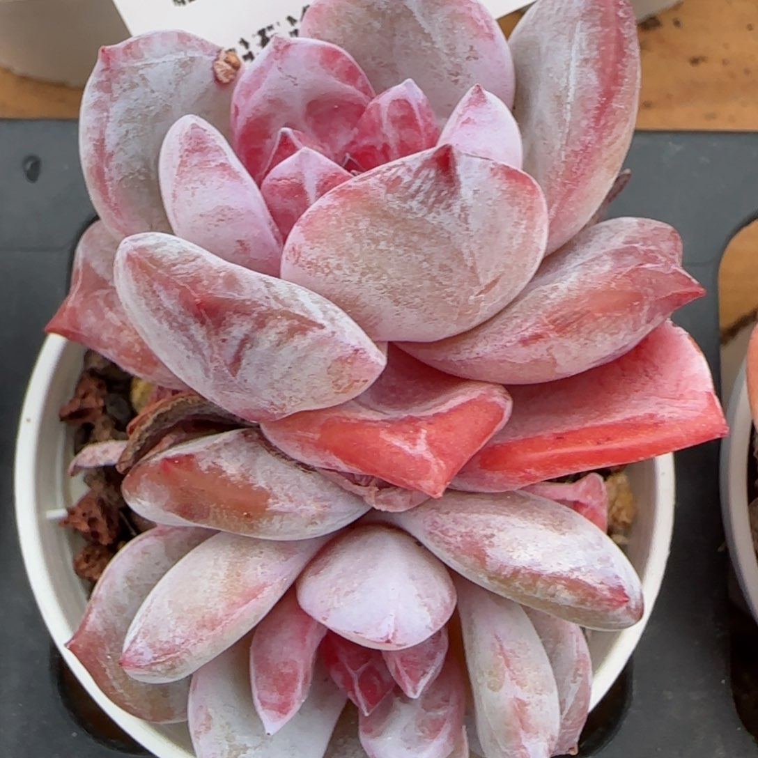 花语逸镜0129-548