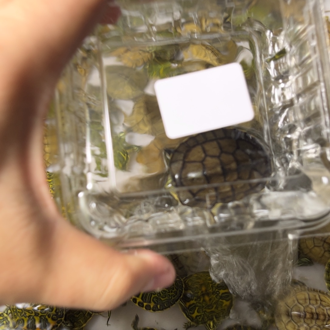 绿毛龟母福利福利88999999