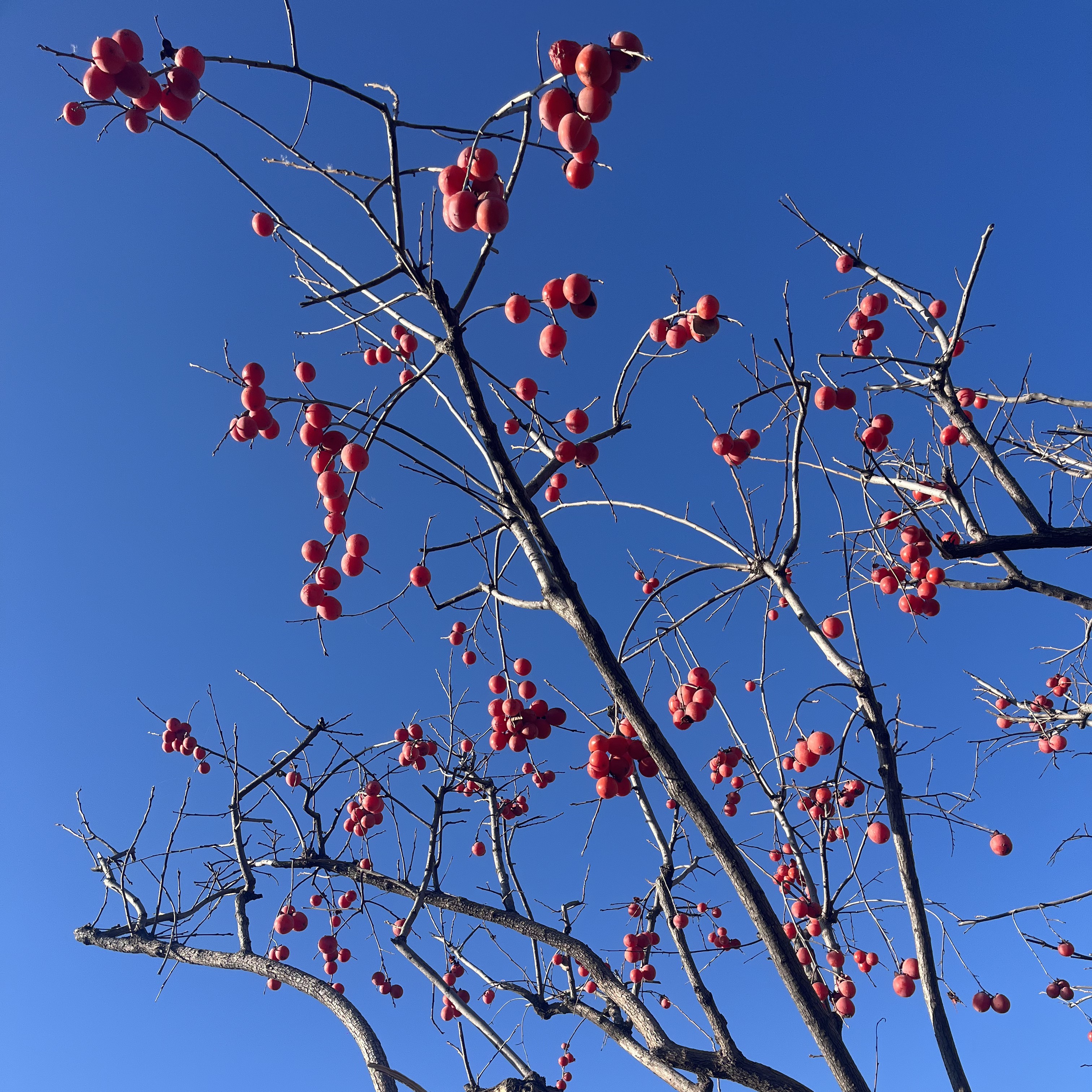 盆栽柿子树火晶柿子脆甜柿子南方树苗盆栽北方