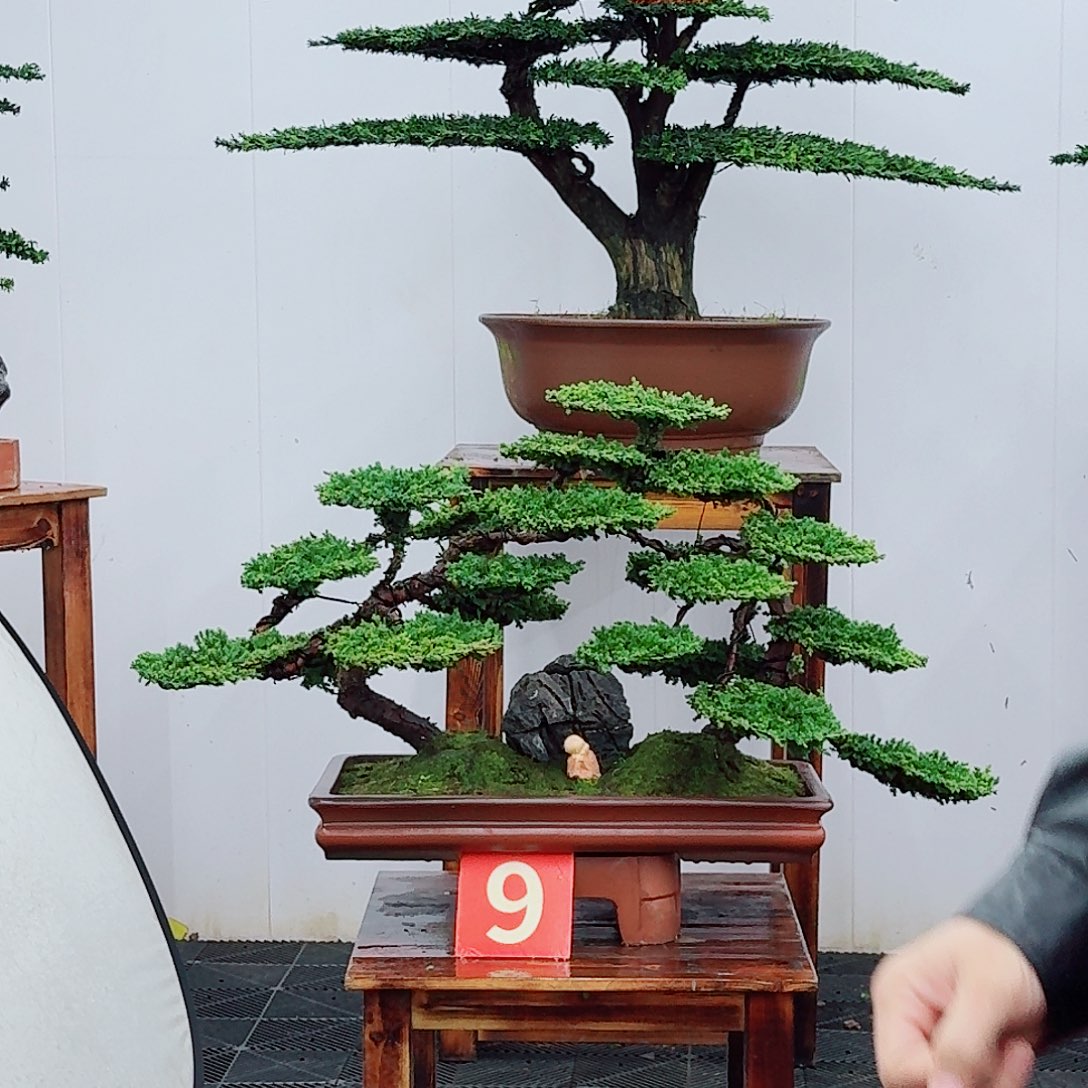 无花朵用****0珍珠柏888888888