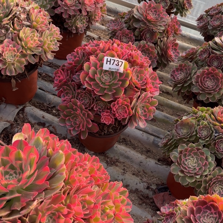 瑞妈，，。。。。737皇后，