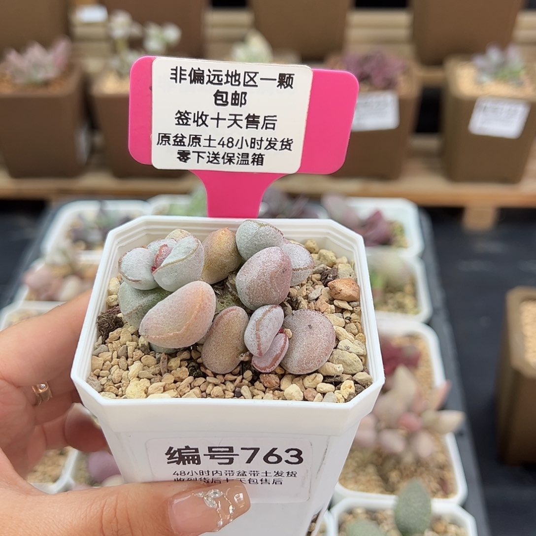 763硬叶白蛋多肉植物