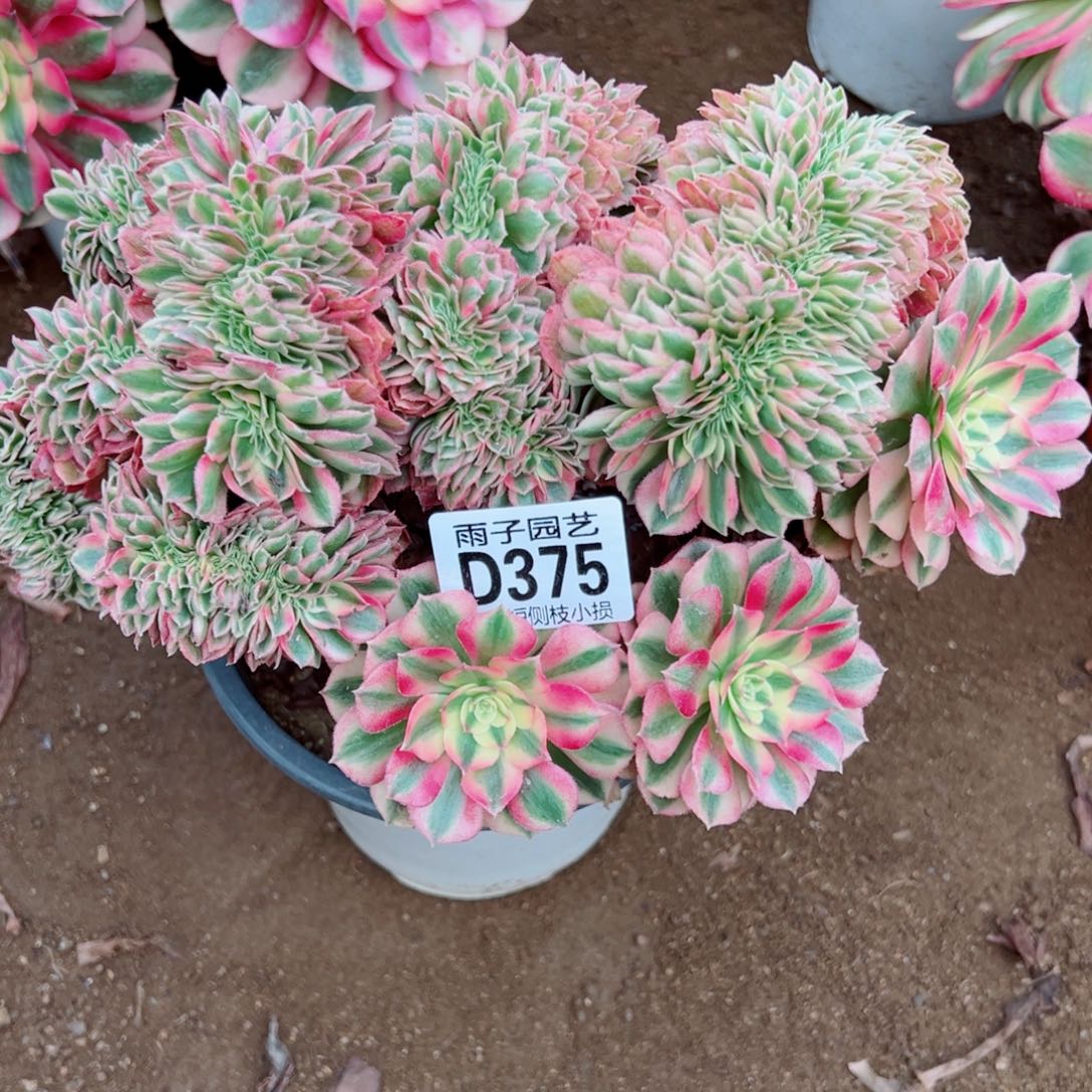 375倾城缀化雨子多肉植物
