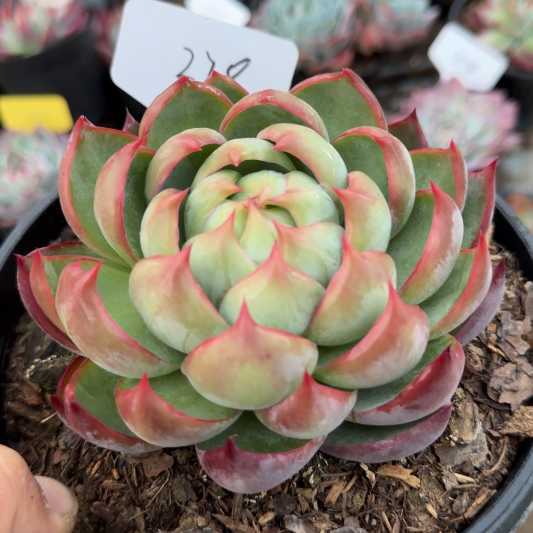 火焰惊鸿一物一拍包装收缩花旱278