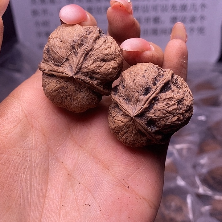 核桃云南野生铁核桃13034mm