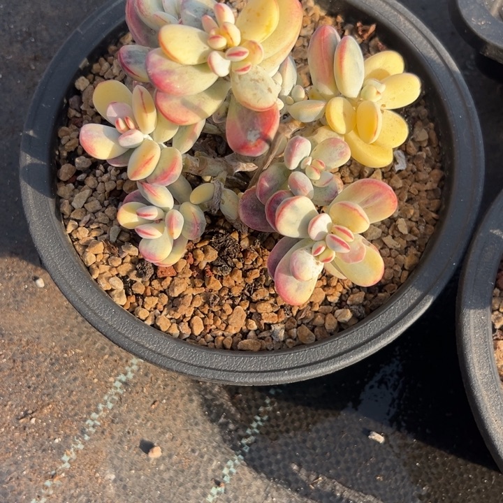 无花朵120号福娘锦无砍